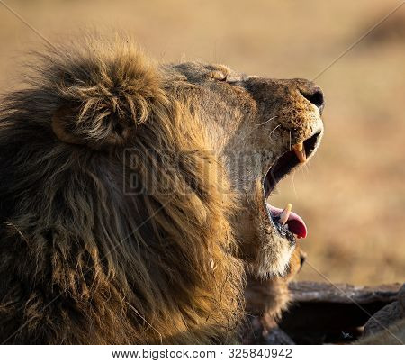 Lion Male With A Huge Mane And Long Teeth Yawn With After Eating