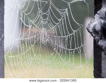 Close-up Of A Spider Web In Early Morning In Autumn With Bead Like Dew Drops