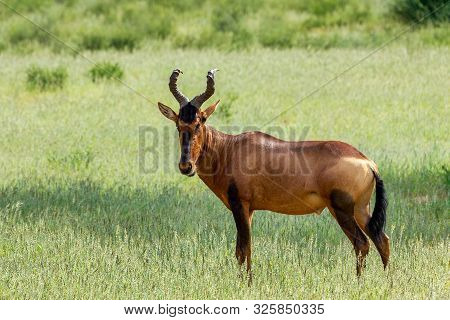 Red Hartebeest, Alcelaphus Buselaphus Caama, In Kalahari, Green Desert After Rainy Season. Kalahari 