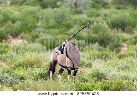 Common Antelope Gemsbok, Oryx Gazella In Kalahari After Rain Season With Green Grass. Kgalagadi Tran