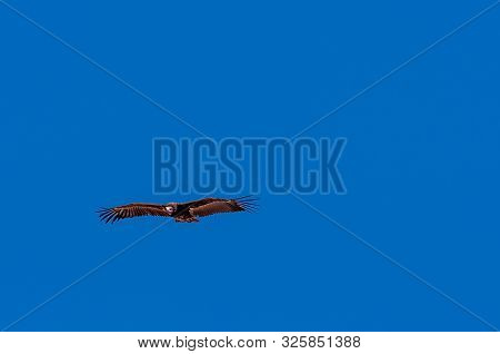 A White-headed Vulture -trigonoceps Occipitalis- Circling Over Etosha National Park, Namibia.