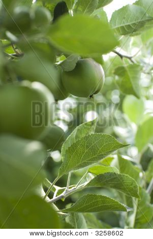 Green Apples On A Tree
