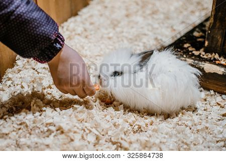 Cute White Lionhead Rabbit Eating Carrot. Rabbit Breeding. How To Breed Your Rabbit.