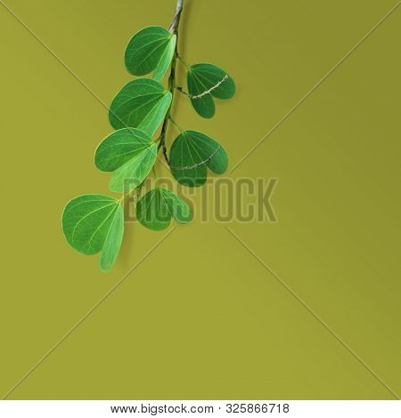 Hindu festival Dassehra greeting card cover with photo of Apta leaves. Clear space for text or headline.