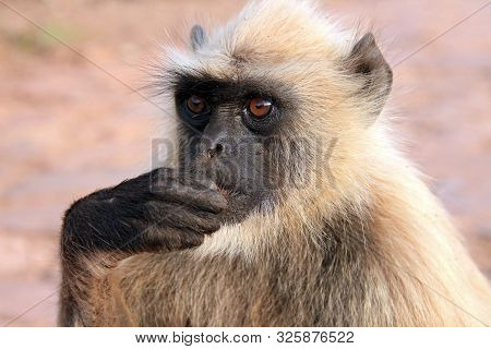 Close-up Of A Feeding Gray Langur (semnopithecus Entellus, Aka Common Langur). Ranthambore, India