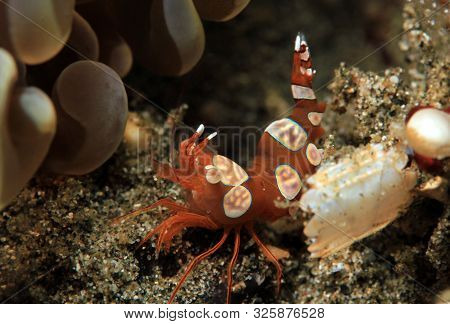 Squat Shrimp (thor Amboinensis). Padang Bai, Bali, Indonesia