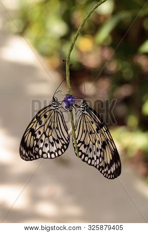 Mating Dance Of The Tree Nymph Butterfly Idea Malabarica