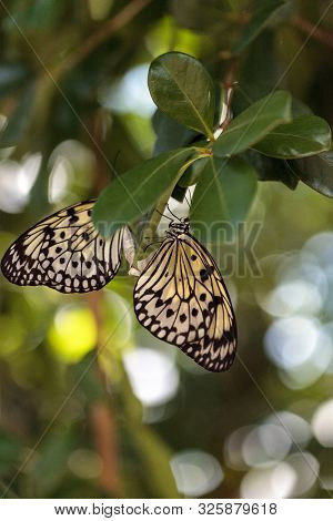 Mating Dance Of The Tree Nymph Butterfly Idea Malabarica In A Tropical Garden.