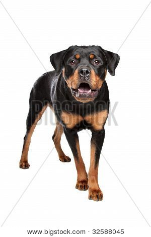 Rottweiler