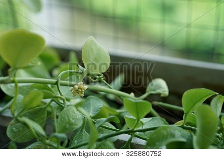 Flowers And Leaves  Of  Dischidia Nummularia Variegata, Nature Concept.