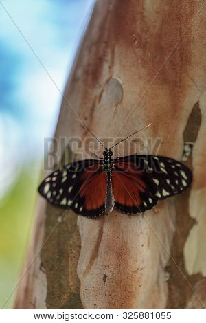 Brown Speckled Tiger Longwing Butterfly Heliconius Hecale
