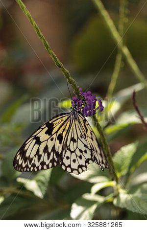 Tree Nymph Butterfly Idea Malabarica