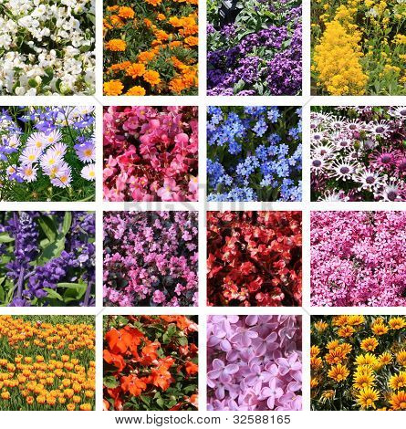 Collection de fleurs