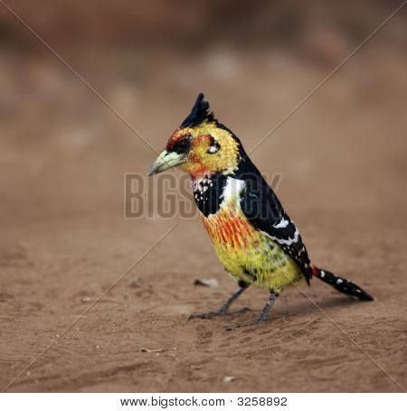 Barbet Crestado