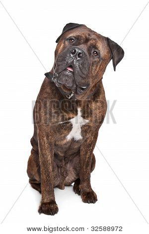 Bullmastiff pręgowany