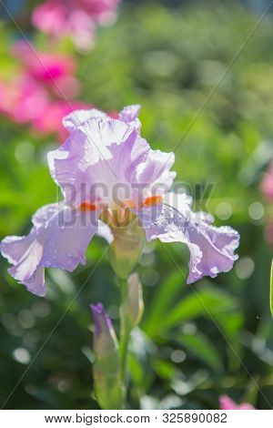 A Plant With Impressive Flowers, Garden Decoration. Iris Germanica Is The Name For A Species Of Flow