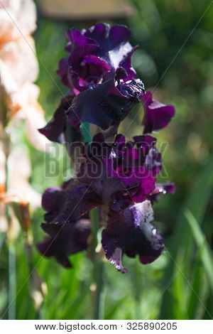 A Plant With Impressive Flowers, Garden Decoration. Iris Germanica Is The Name For A Species Of Flow