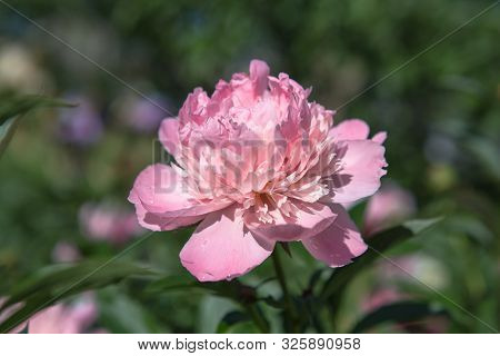 Bud Of A Peony. Open Peony Bud. Pink Peonies In The Backyard