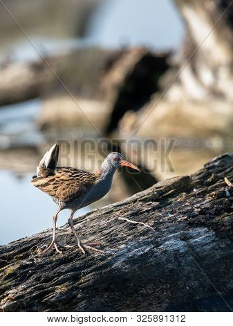 Beautiful Nature Scene With Water Rail (rallus Aquaticus). Water Rail (rallus Aquaticus) In The Natu
