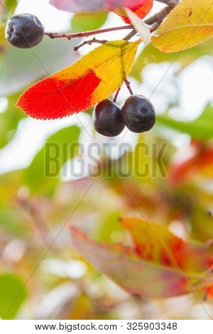 Chokeberry Bush With Mature Chokeberry Berries In Autumn