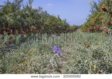 Silverleaf Nightshade Flowers And Fruits Between Rows Of Pomegranate Trees With Ripe Fruits On The B