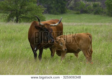 Texas Longhorn Heifer And Calf In The Wichita Mountains Wildlife Refuge, Oklahoma