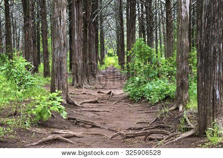 Pathway Through The Understory Of Tall Trees