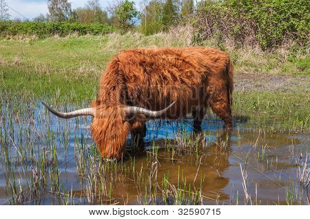 Highland Kuh Trinkwasser