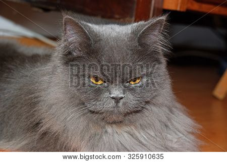Close Image Of Persan Cat With Yellow Eyes.