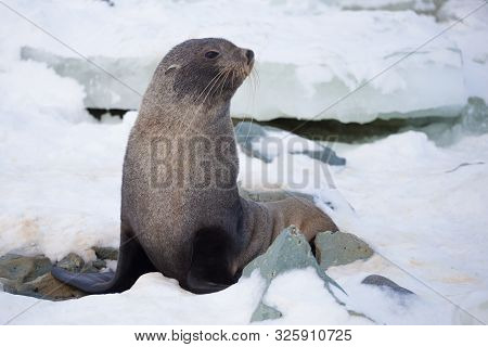The Antarctic Fur Seal With Opening Mouth Sitting On The Snow, Argentine Islands Region, Galindez Is