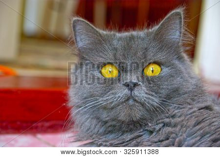 Close Image Of Gray Cat With Yellow Eyes