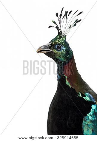 Himalayan monal, Lophophorus impejanus, also known as the Impeyan monal and Impeyan pheasant against white background