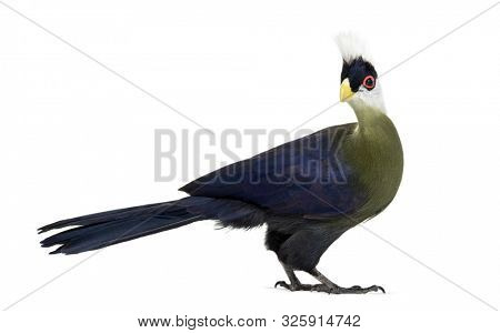 White-crested turaco, Tauraco leucolophus standing against white background