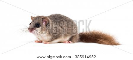 Edible Dormouse or Fat Dormouse, Glis glis, in front of white background