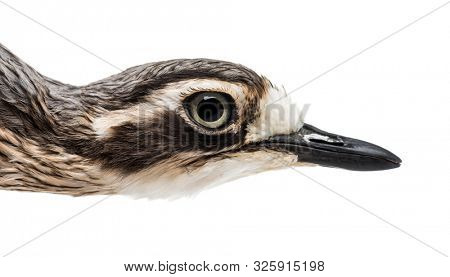 Close up of, Peruvian thick-knee, Burhinus superciliaris against white background