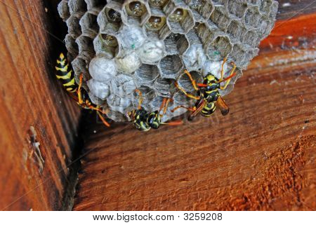 Boet av Osy (Paravespula). Avsluta av unga insekt från en Cell