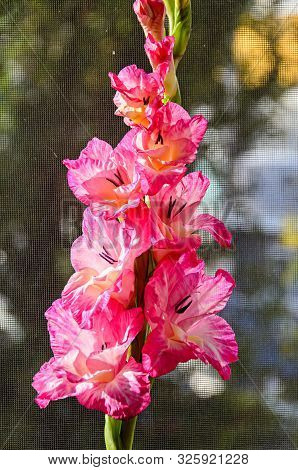 Pink Gladiolus Imbricatus Flower, Close Up