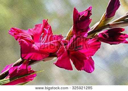 Orange Gladiolus Imbricatus Flower, Close Up