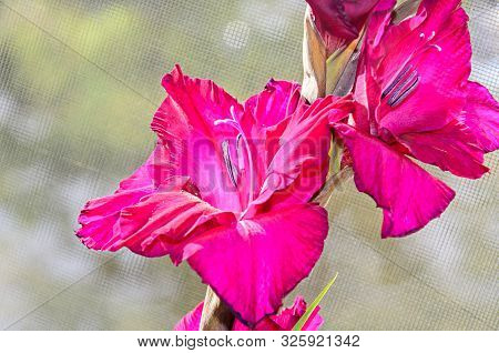 Pink Gladiolus Imbricatus Flower, Close Up