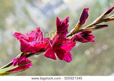 Pink Gladiolus Imbricatus Flower, Close Up