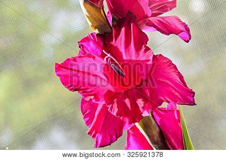 Pink Gladiolus Imbricatus Flower, Close Up