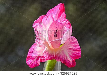 Pink Gladiolus Imbricatus Flower, Close Up