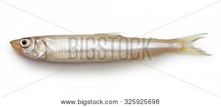 fresh whitebait, japanese smelt, wakasagi
