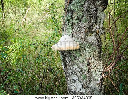 Chaga Mushroom Or Inonotus Obliquus Fungus In Birch Tree