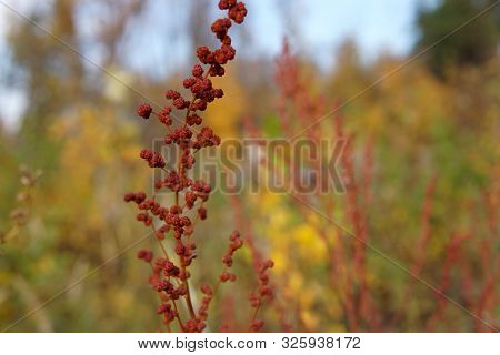Branches Of Some Unknown Plant Closeup Photo