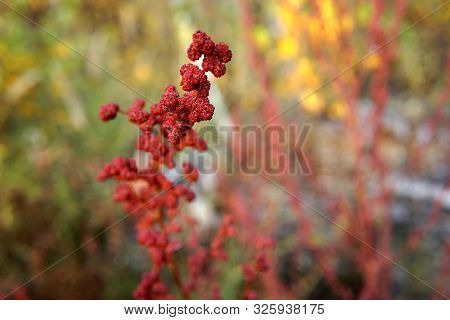 Branches Of Some Unknown Plant Closeup Photo