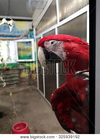 Green Winged Macaw Portrait At The Zoo (ara Chloroptera)