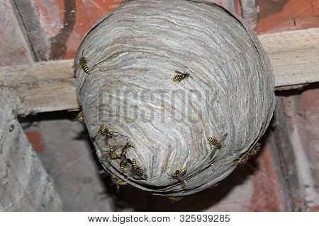 The Picture Shows A Wasps Nest And Wasps.