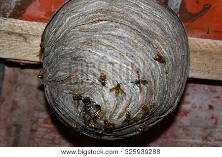 The Picture Shows Wasps Nest And Wasps.