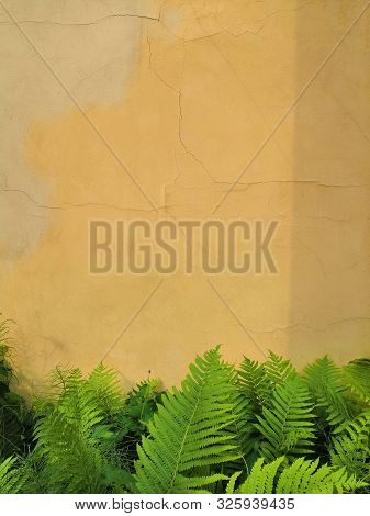 Green Fern Leaf Against A Gray Concrete Wall. Wallpapers For Your Desktop. Op View, Place For Text, 